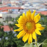 Sunflower picture